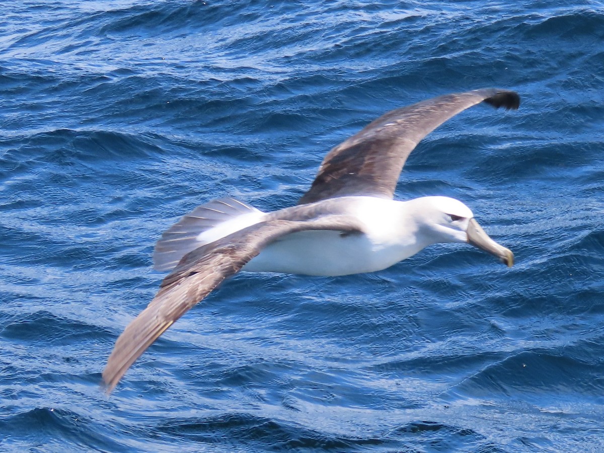 White-capped Albatross - ML644034922