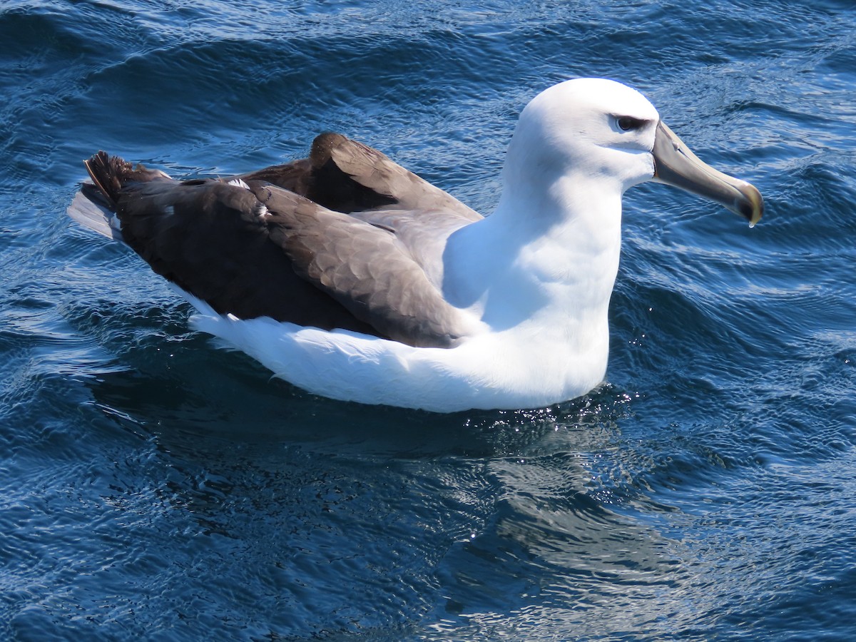 White-capped Albatross - ML644034923