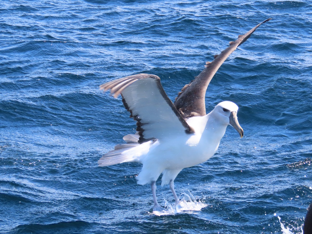 White-capped Albatross - ML644034924