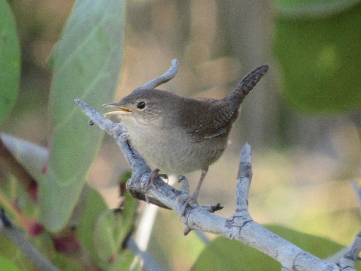 Northern House Wren - ML644034928