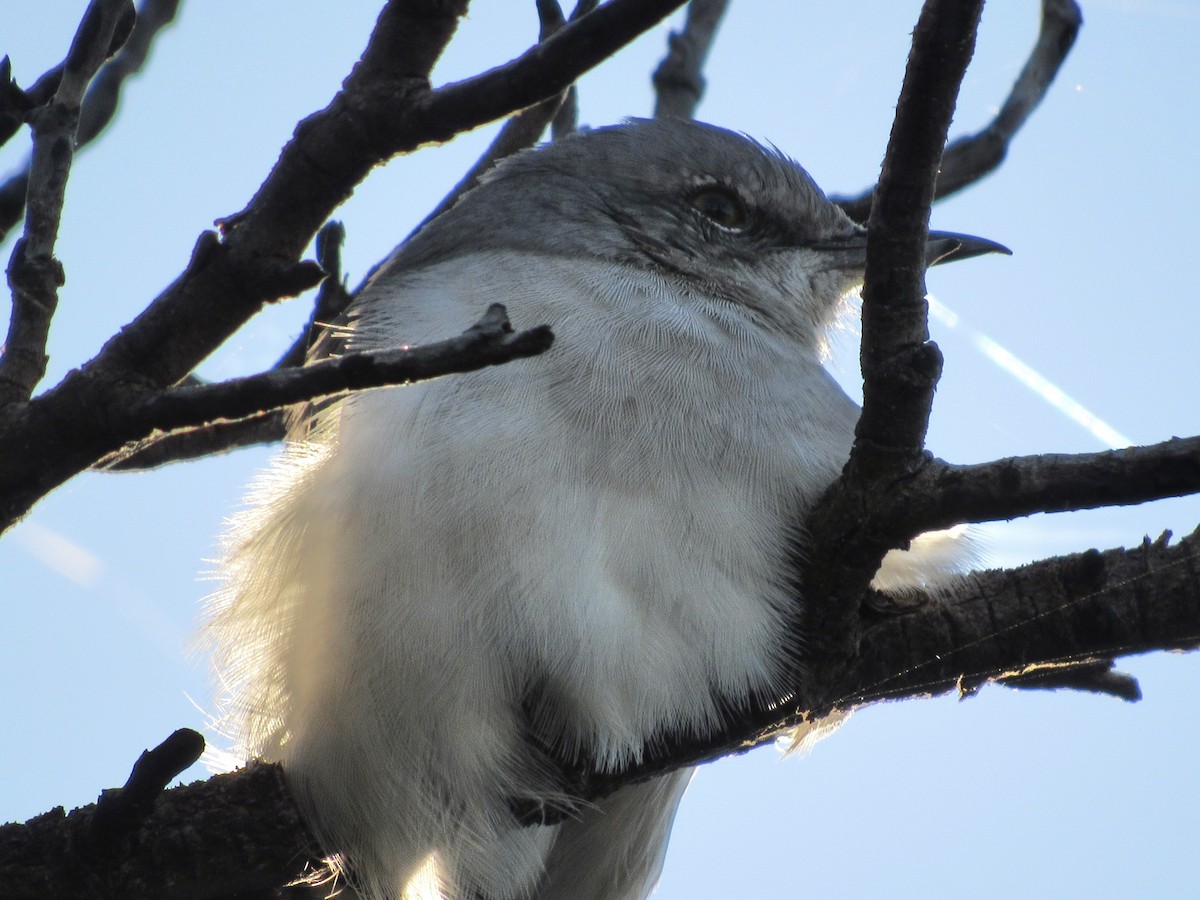 Northern Mockingbird - ML644034929