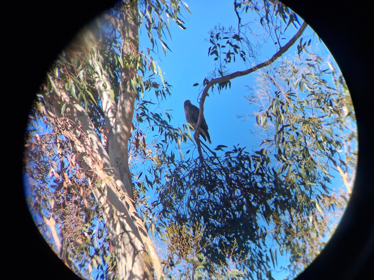 hawk sp. - ML644034931