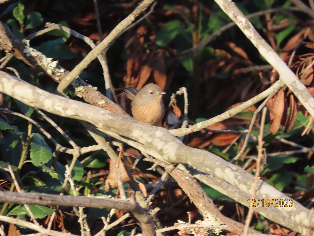 Wrentit - ML644034934