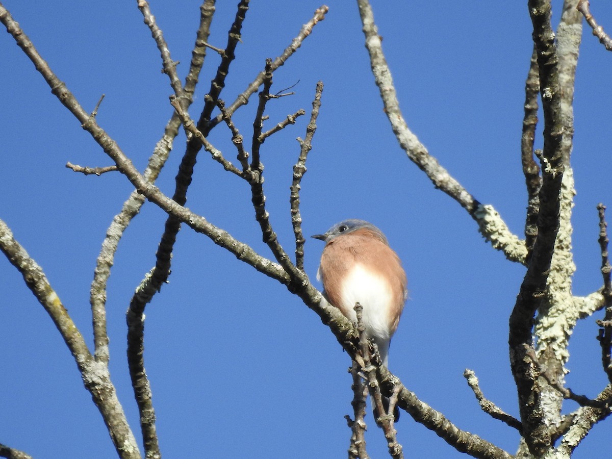 Eastern Bluebird - ML644034936