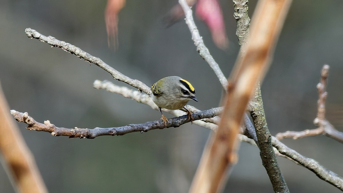 Golden-crowned Kinglet - ML644034938