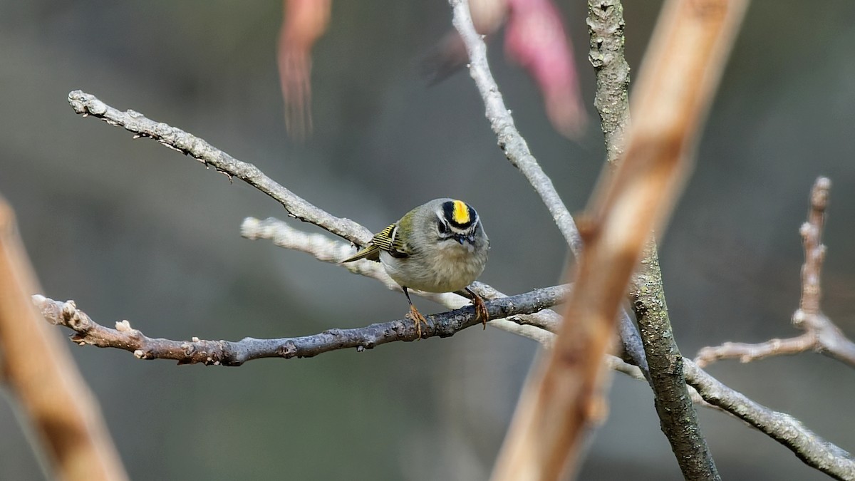 Golden-crowned Kinglet - ML644034939