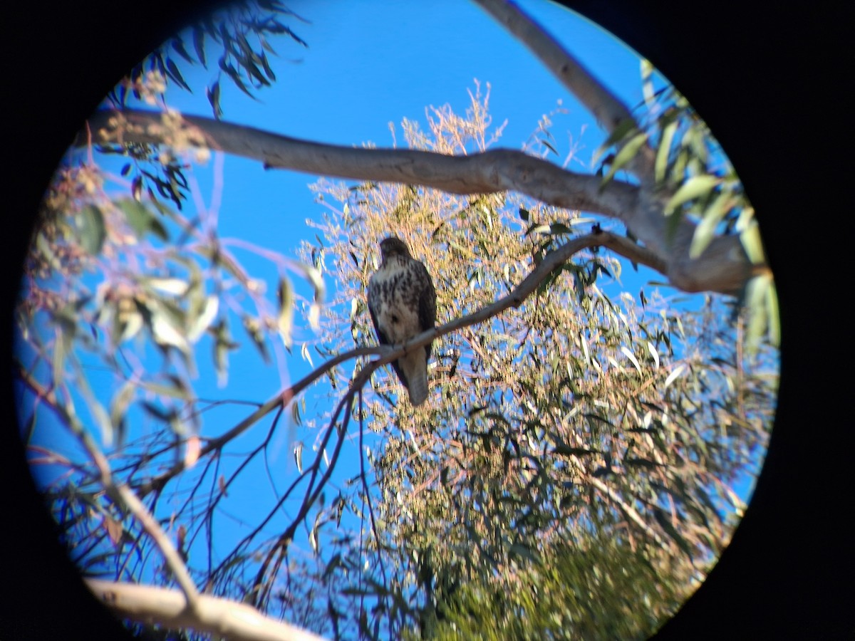 hawk sp. - ML644034947