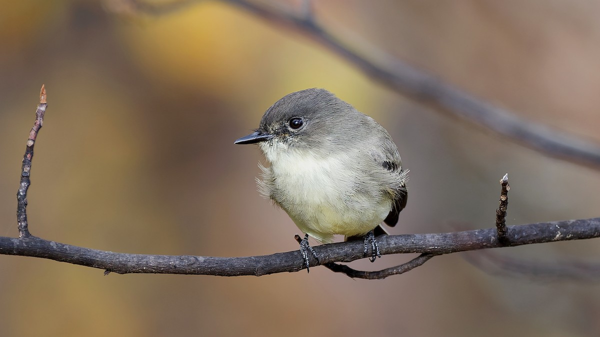 Eastern Phoebe - ML644034948