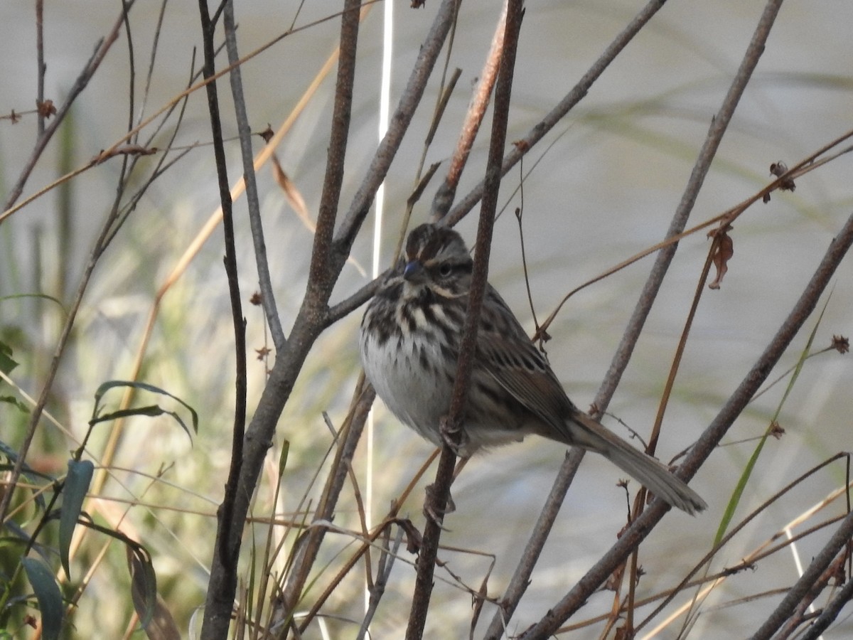 Song Sparrow - ML644034949