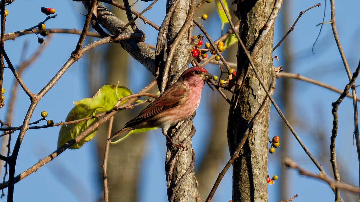 Purple Finch - ML644034950