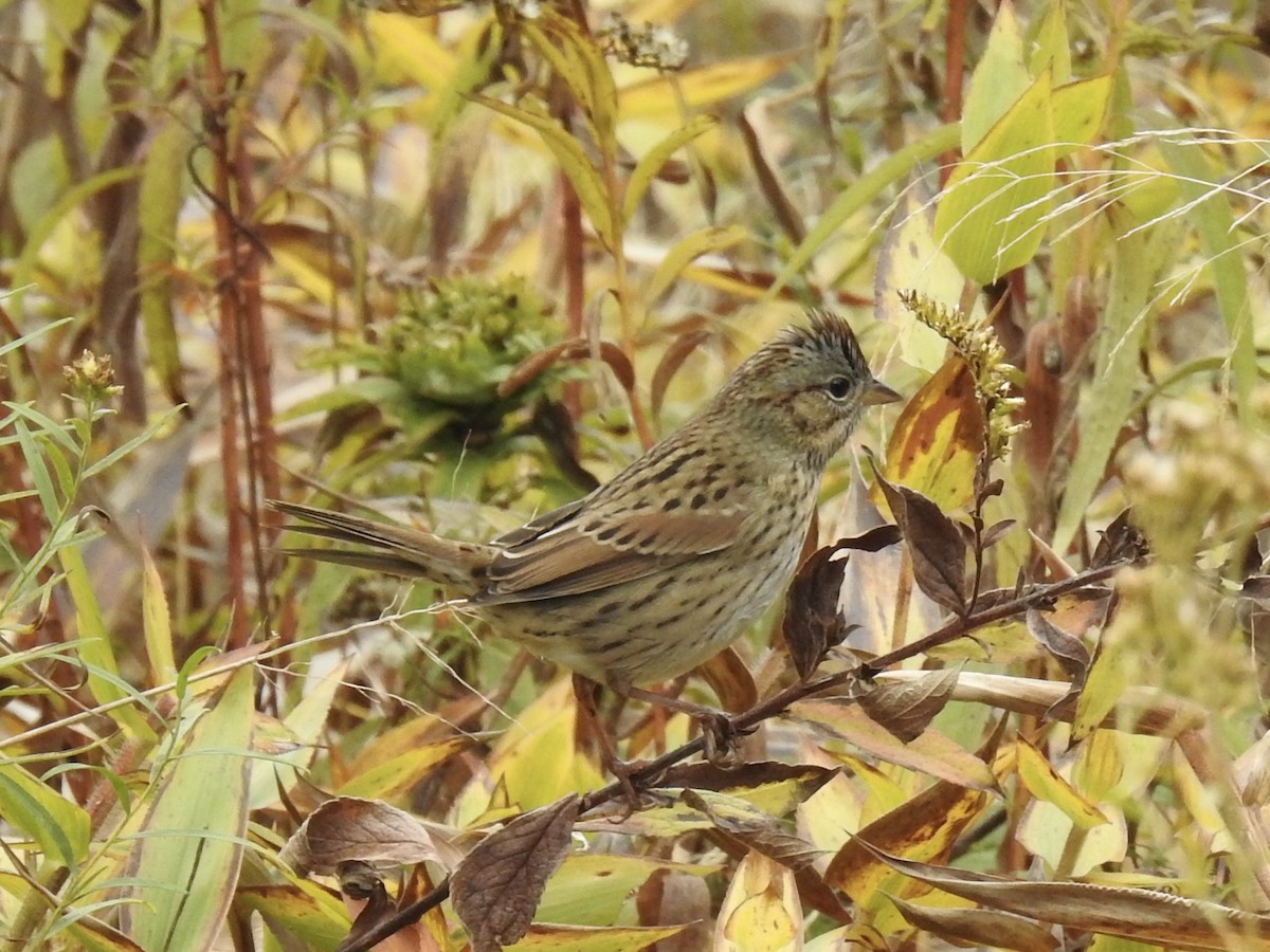 Lincoln's Sparrow - ML644034953
