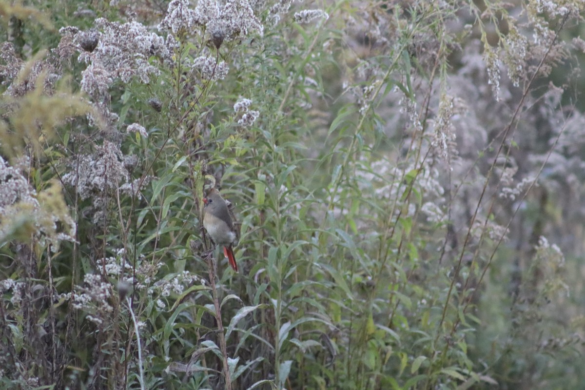 Northern Cardinal - ML644034957