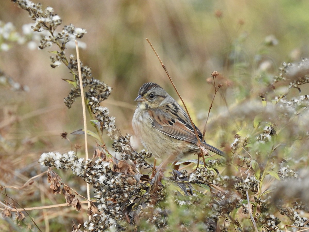 Swamp Sparrow - ML644034958