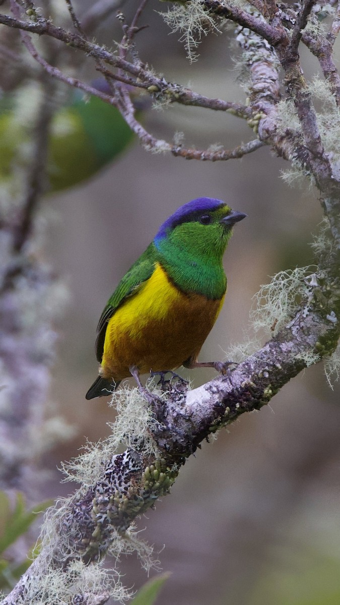 Chestnut-breasted Chlorophonia - ML644034963