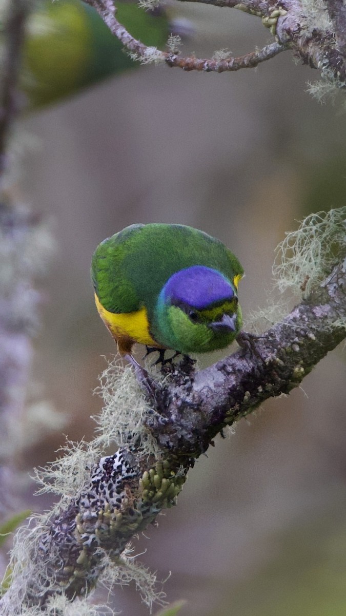 Chestnut-breasted Chlorophonia - ML644034964