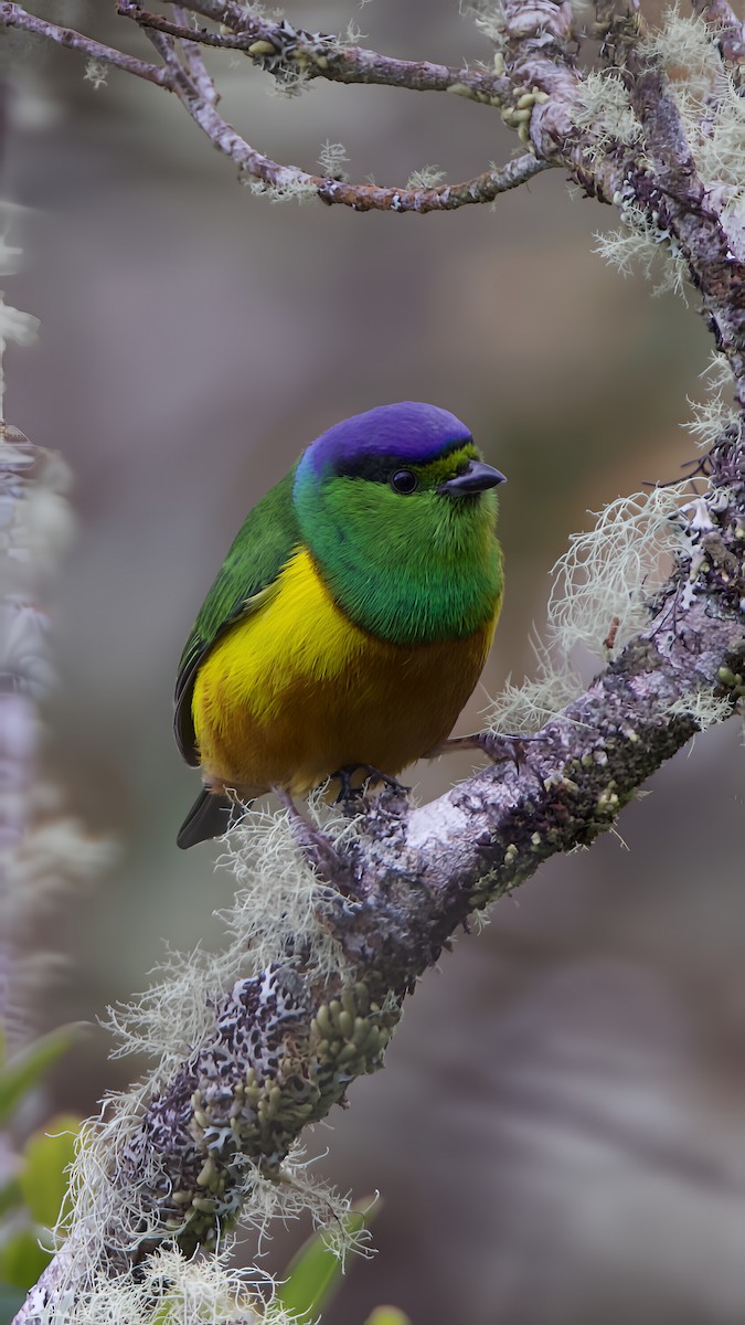 Chestnut-breasted Chlorophonia - ML644034965