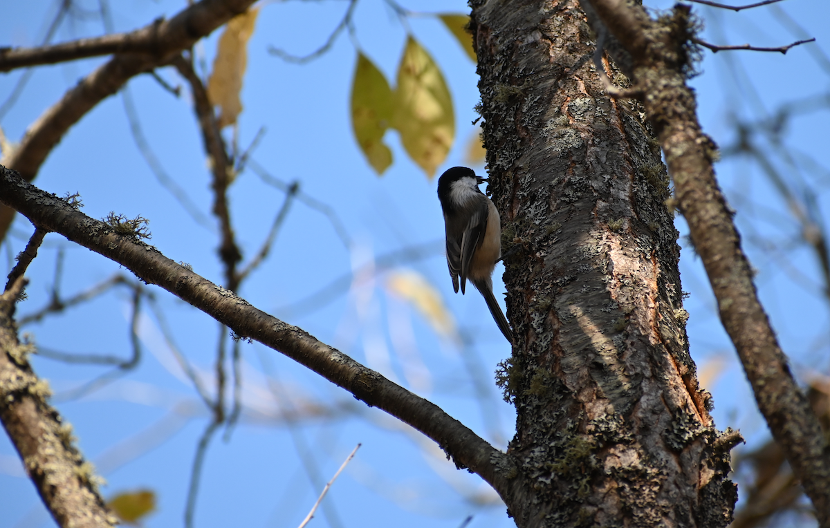Black-capped Chickadee - ML644034975
