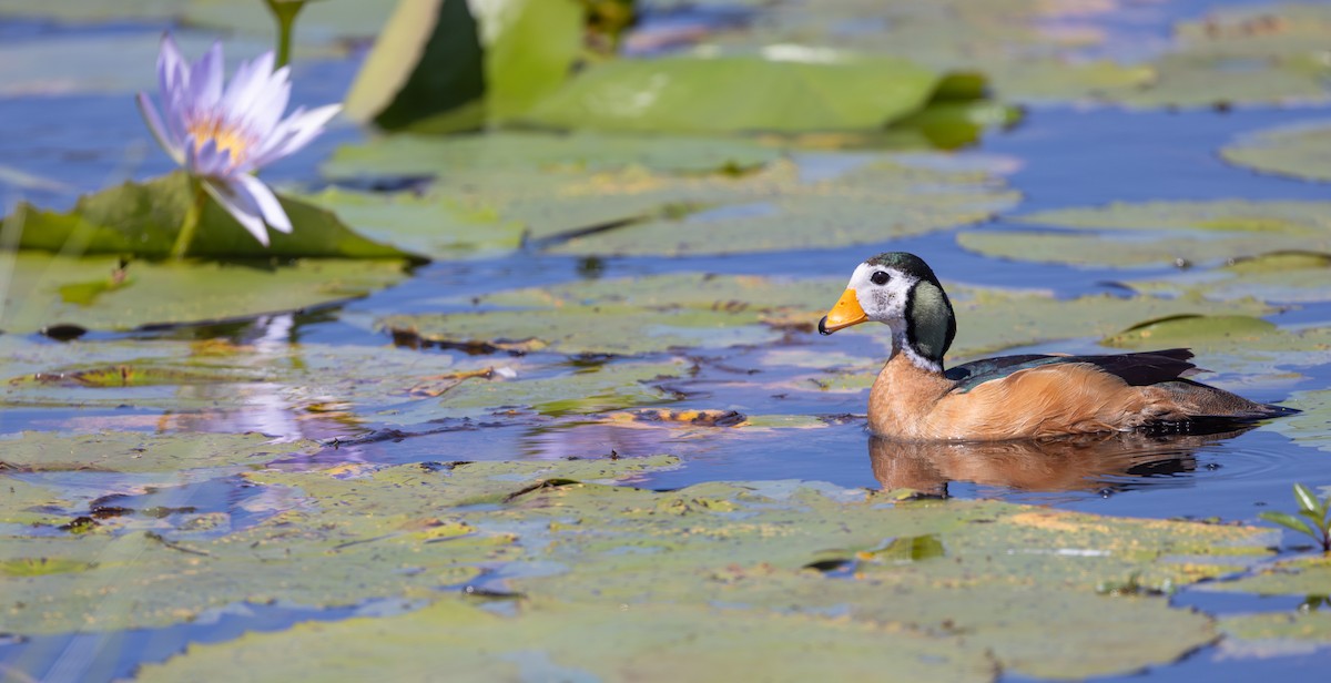 African Pygmy-Goose - ML644034982
