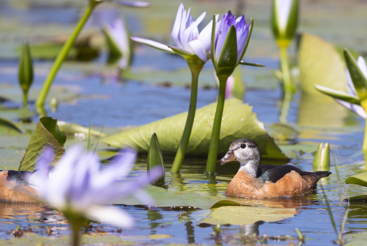 African Pygmy-Goose - ML644034983