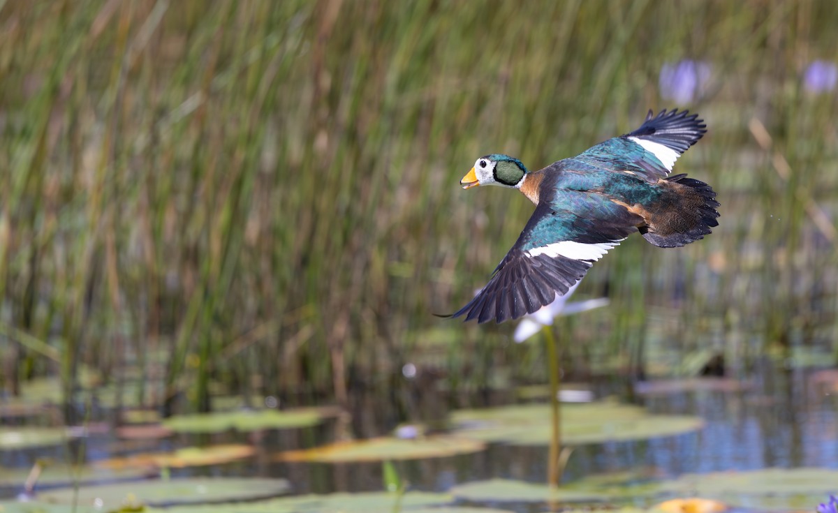 African Pygmy-Goose - ML644034984