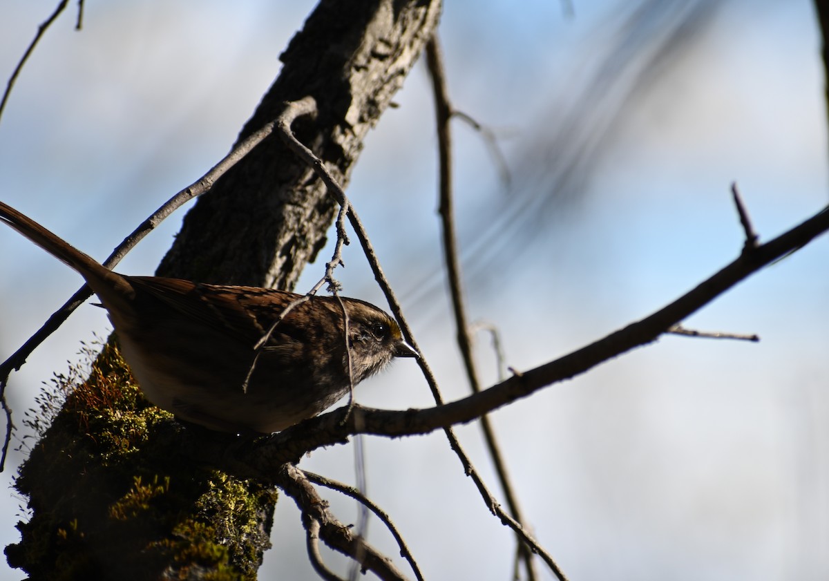 White-throated Sparrow - ML644034990