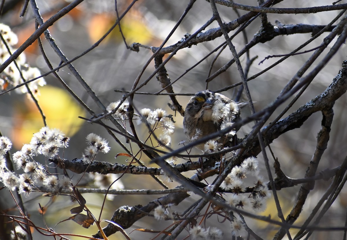 White-throated Sparrow - ML644034991