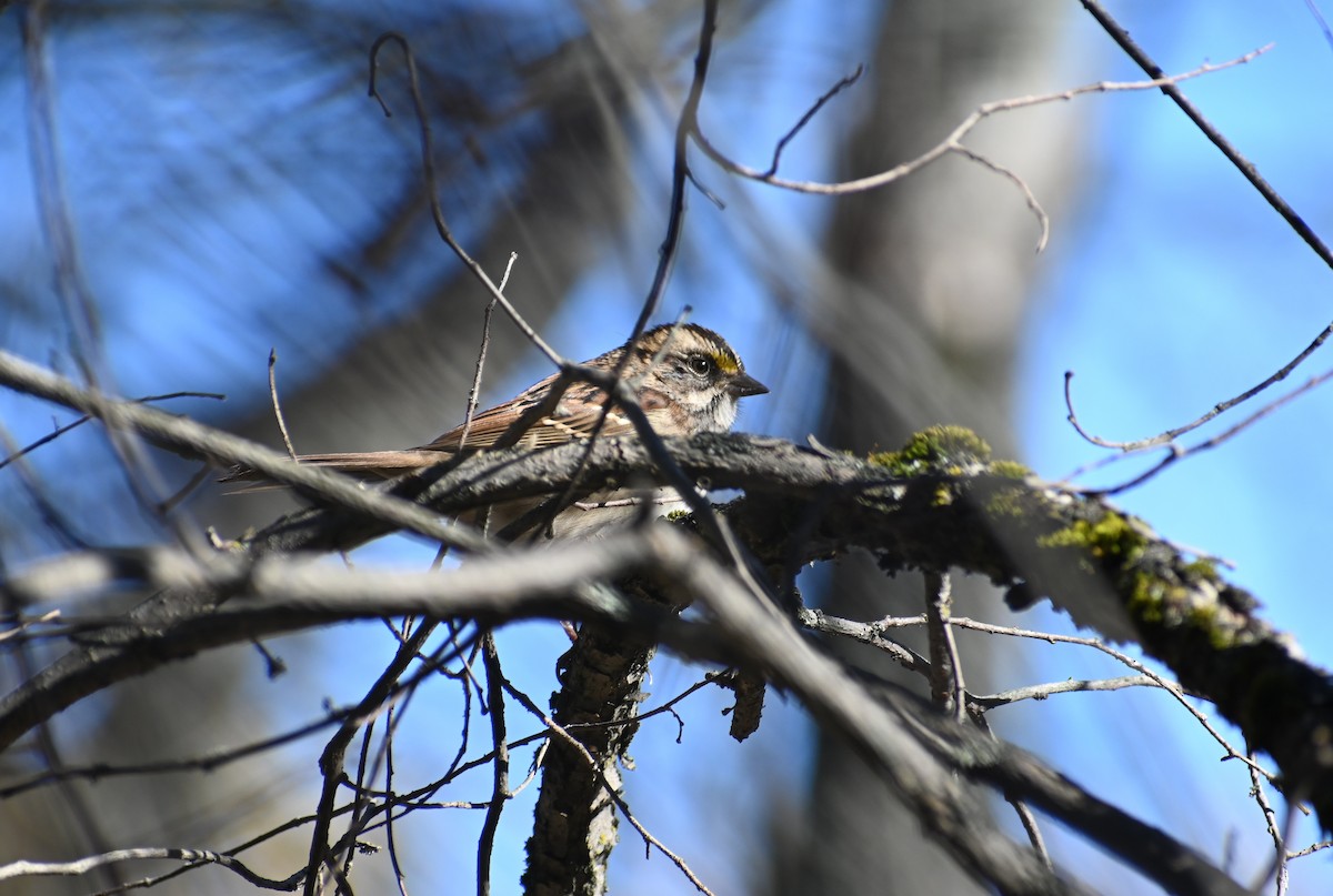 White-throated Sparrow - ML644034992