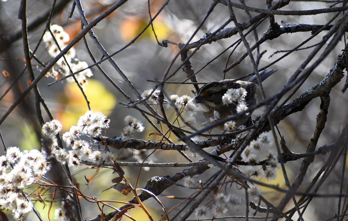 White-throated Sparrow - ML644034993