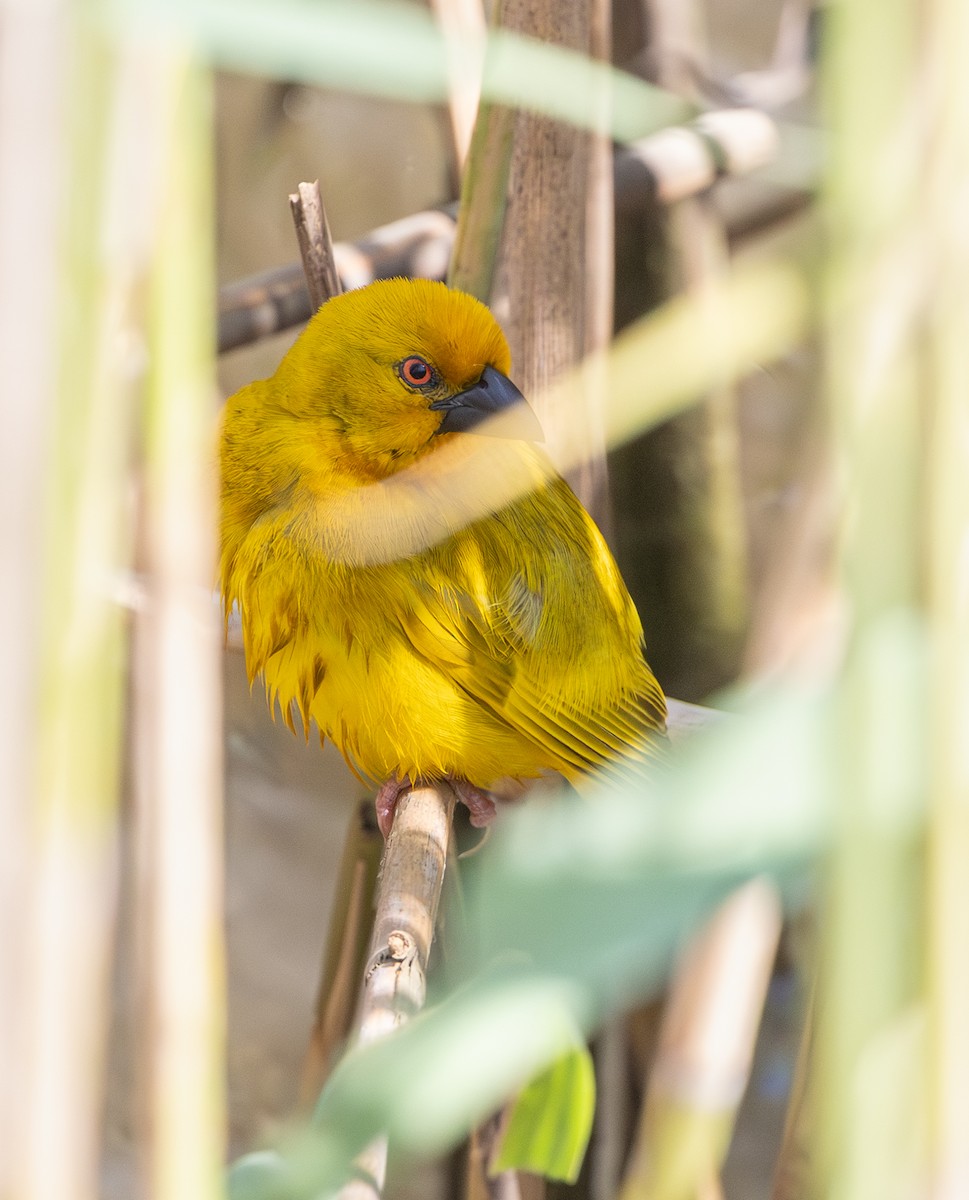 African Golden-Weaver - ML644035021