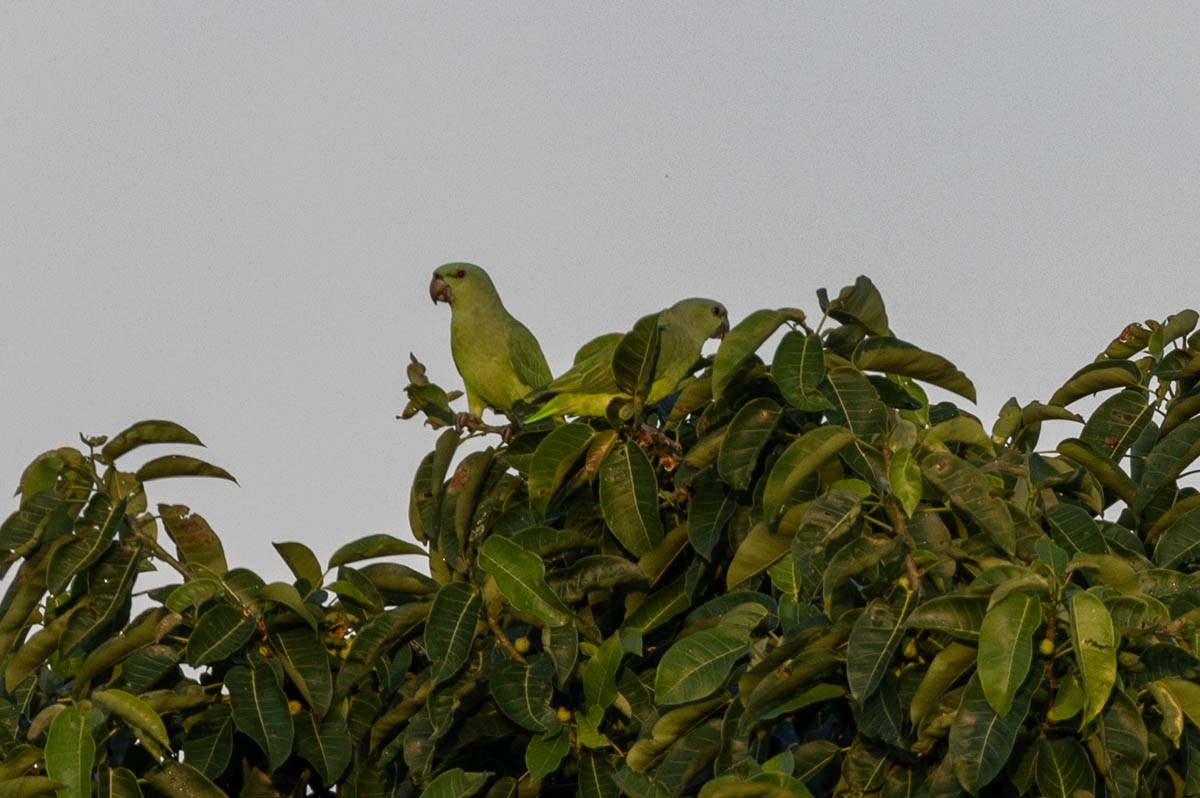 Short-tailed Parrot - ML644035040