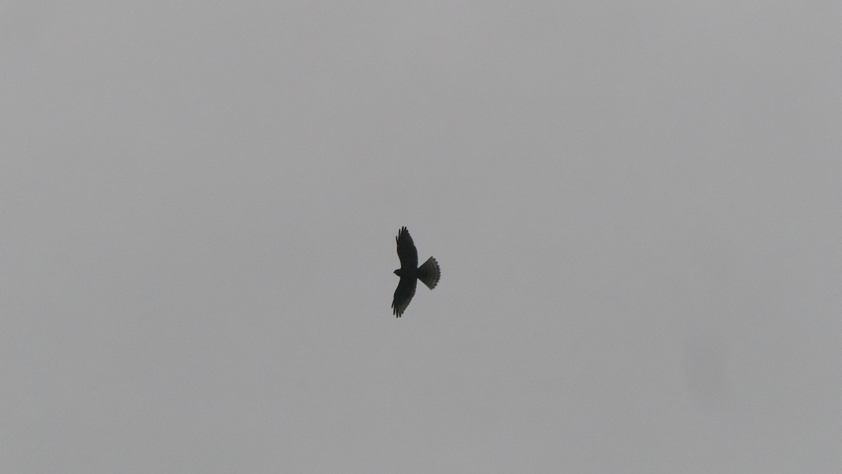 Chinese Sparrowhawk - ML644035045