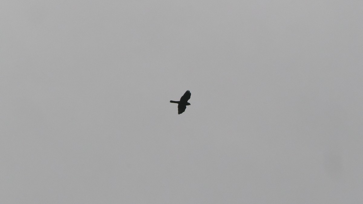 Chinese Sparrowhawk - ML644035051