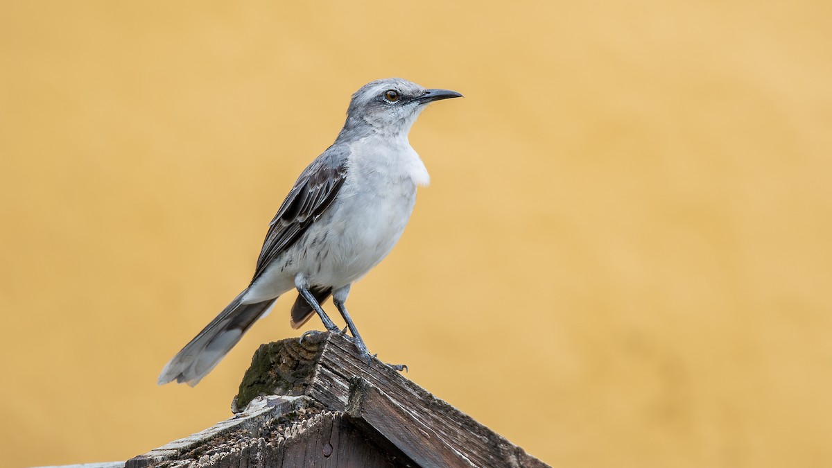 drozdec tropický - ML644035057