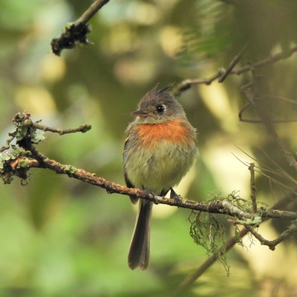 ムネアカエボシタイランチョウ - ML644035061