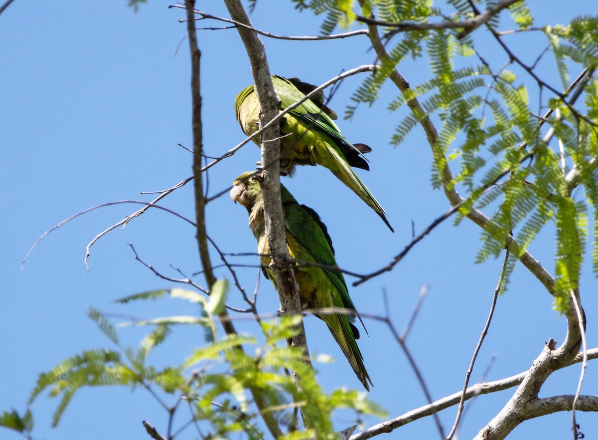 mayaparakitt - ML644035069