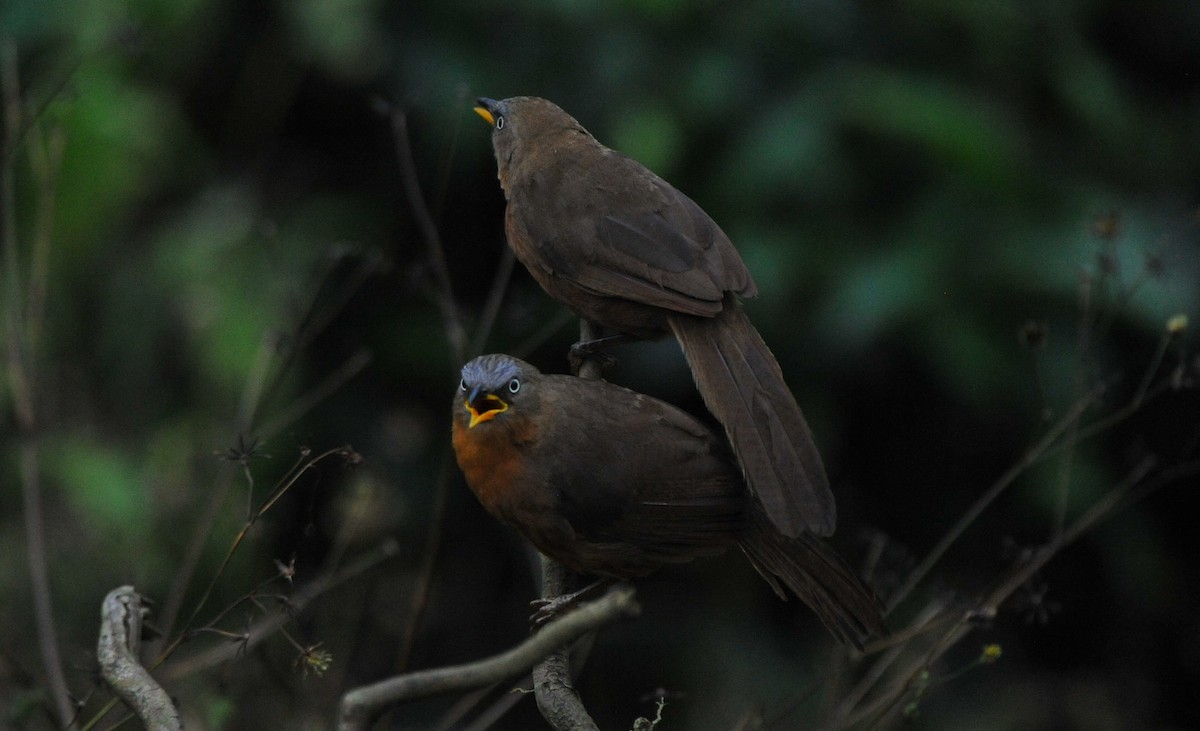 Kızıl Yedikardeş - ML644035137