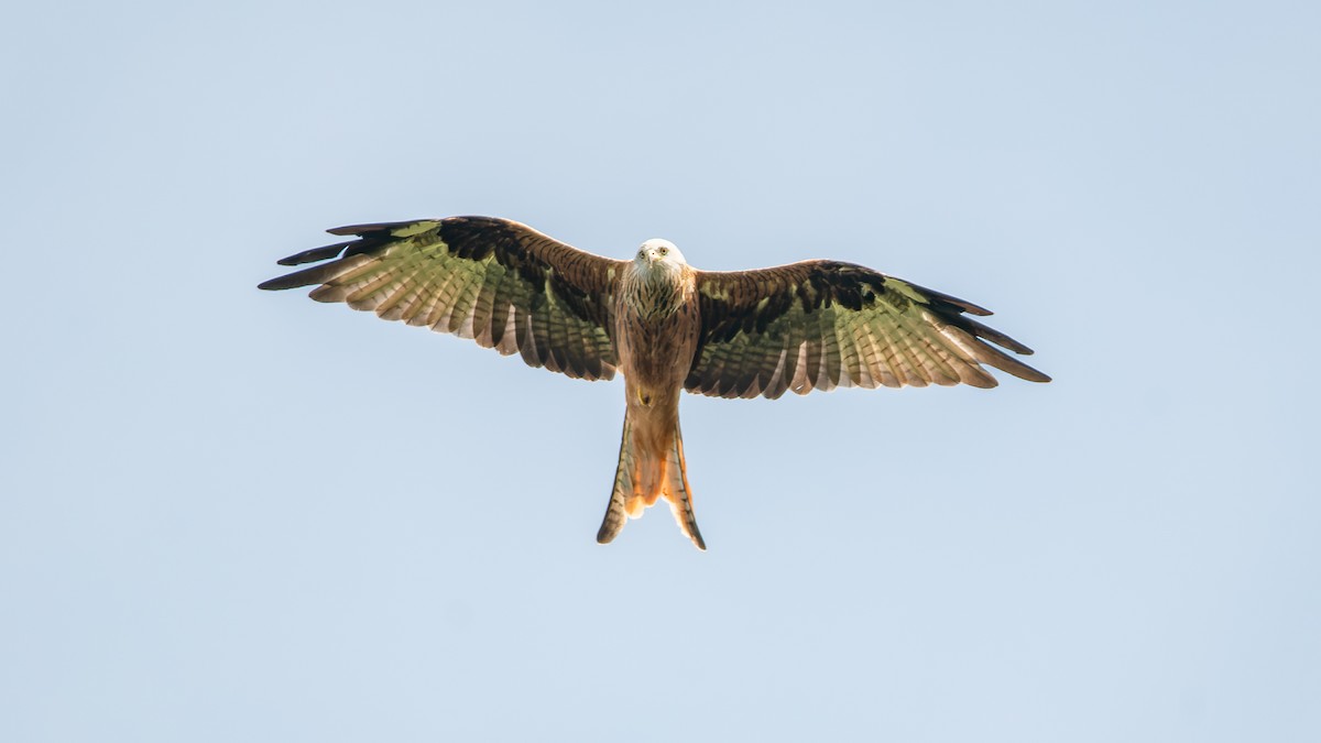 luňák červený - ML644035154