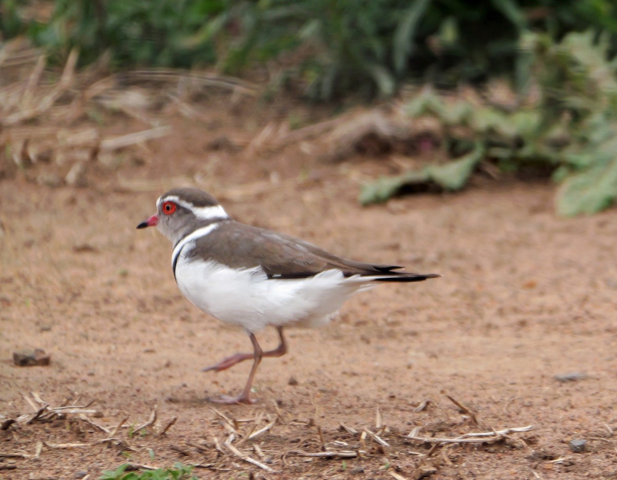 Three-banded Plover - ML644035173