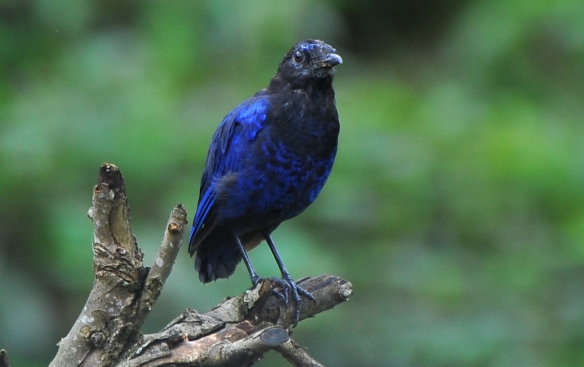 Malabar Whistling-Thrush - ML644035211