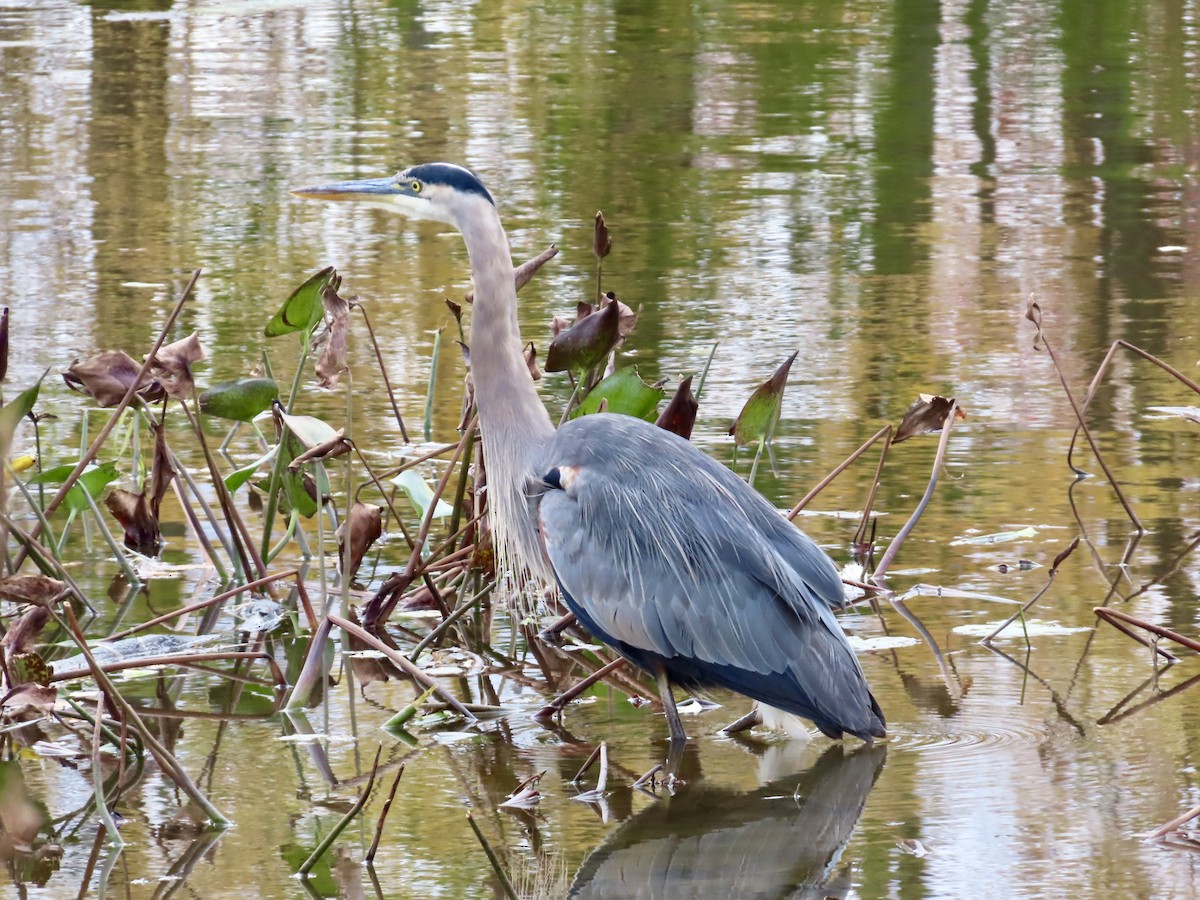 Great Blue Heron - ML644035213