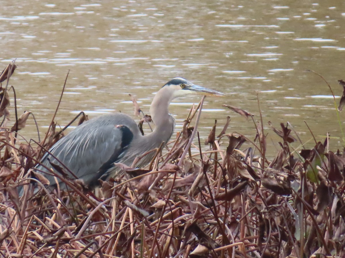 Great Blue Heron - ML644035214
