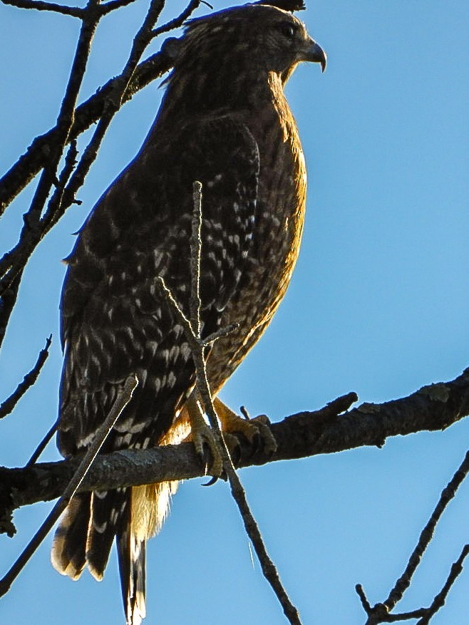 Red-shouldered Hawk - ML644035217