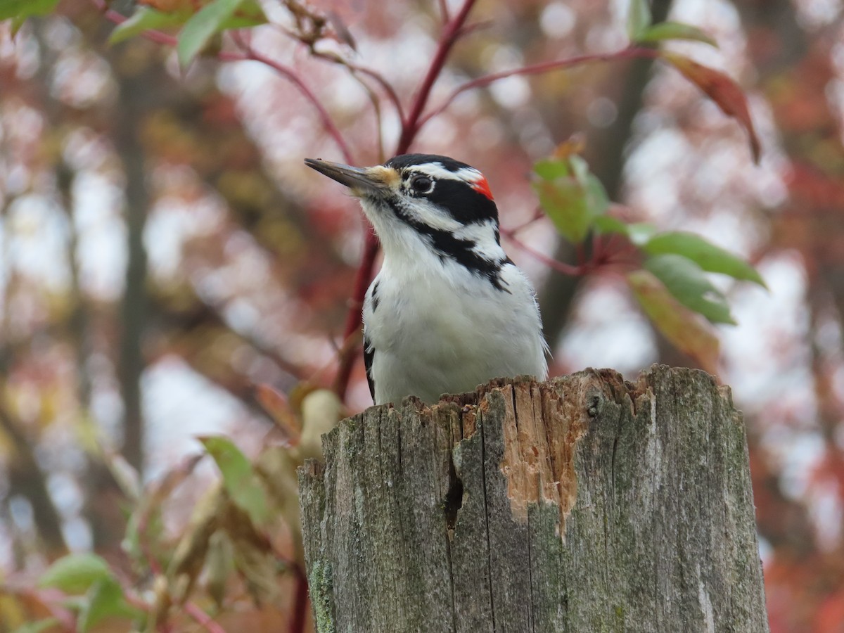 Hairy Woodpecker - ML644035224