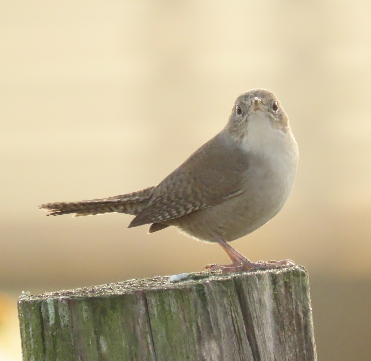 Northern House Wren - ML644035233