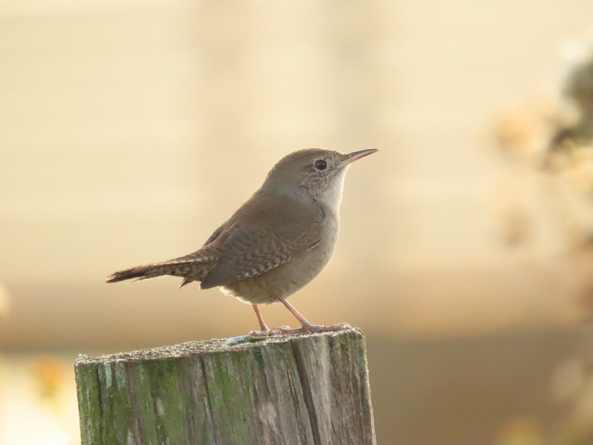 Northern House Wren - ML644035234