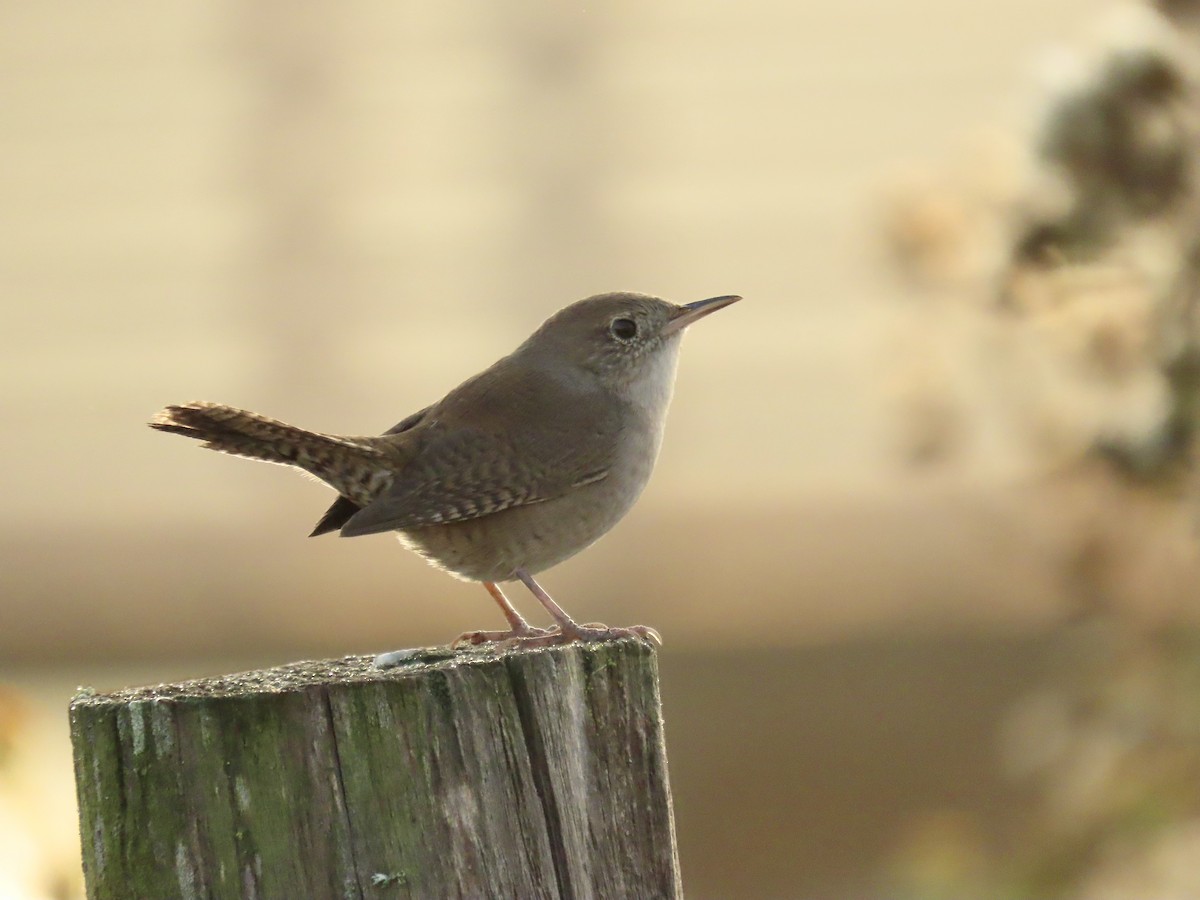 Northern House Wren - ML644035235