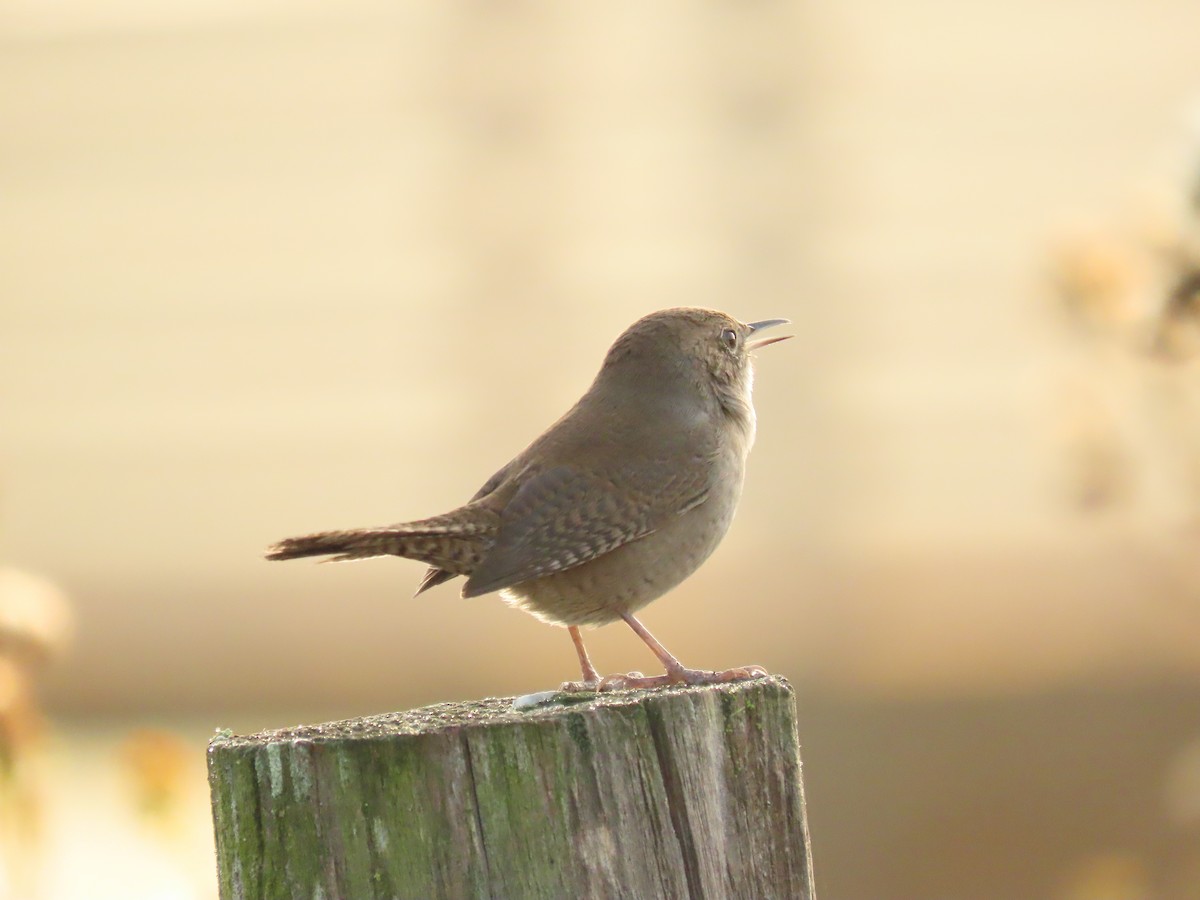 Northern House Wren - ML644035236