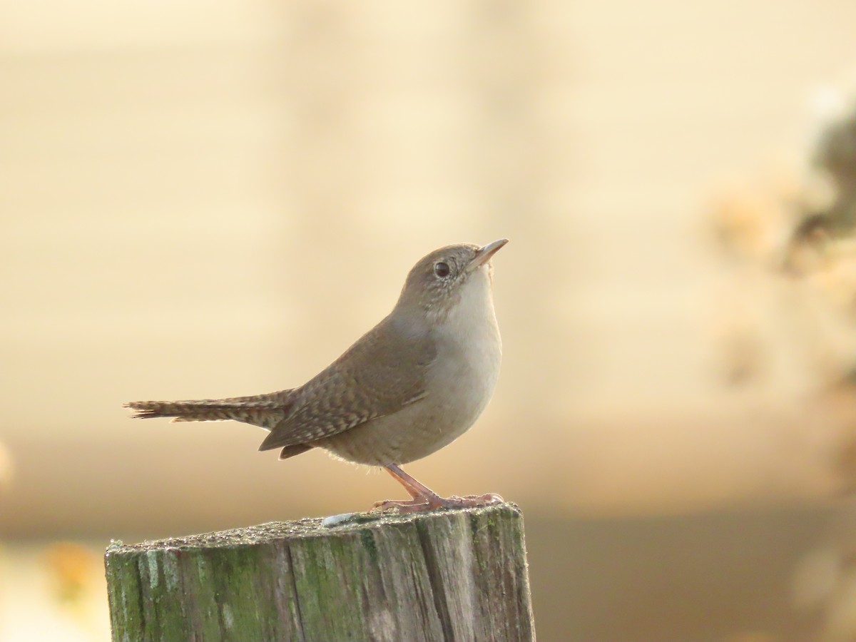 Northern House Wren - ML644035237