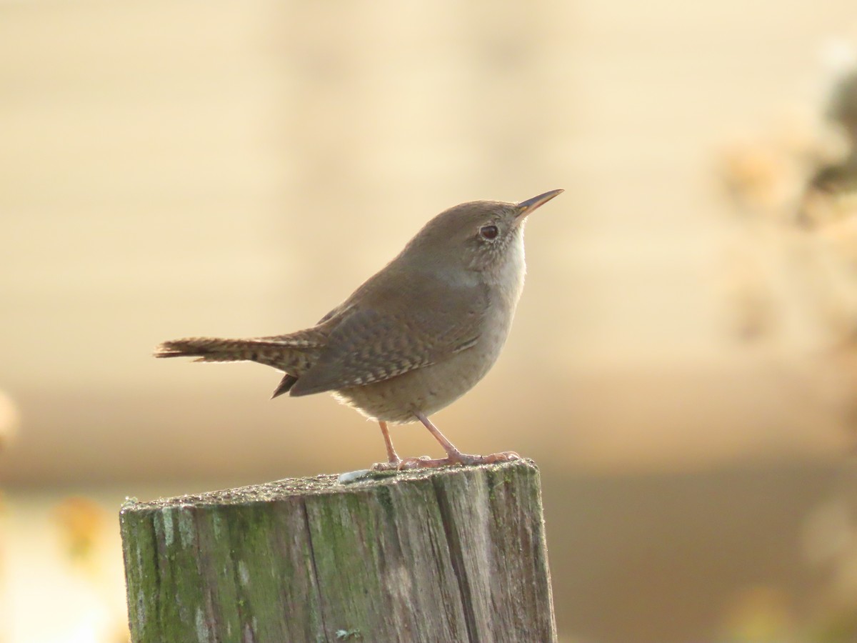 Northern House Wren - ML644035239