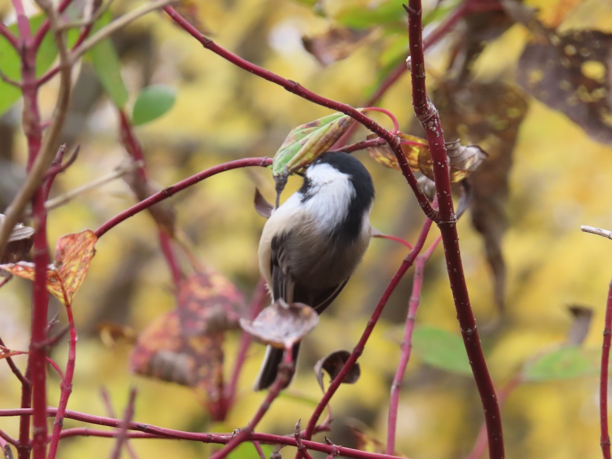 Black-capped Chickadee - ML644035240